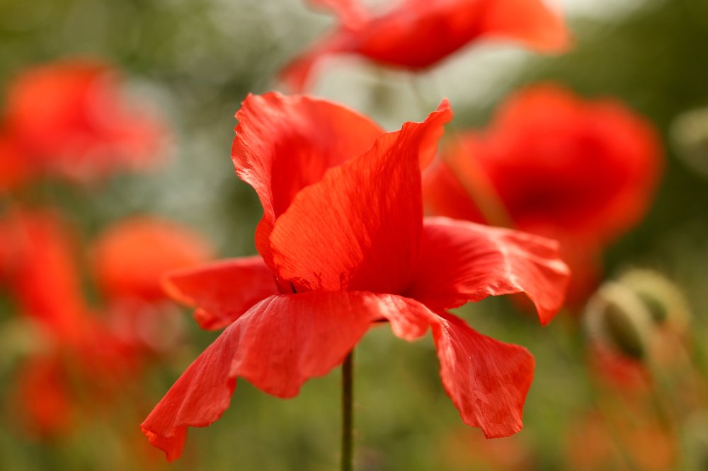 Photograph by Irina Magdalena Bivolaru