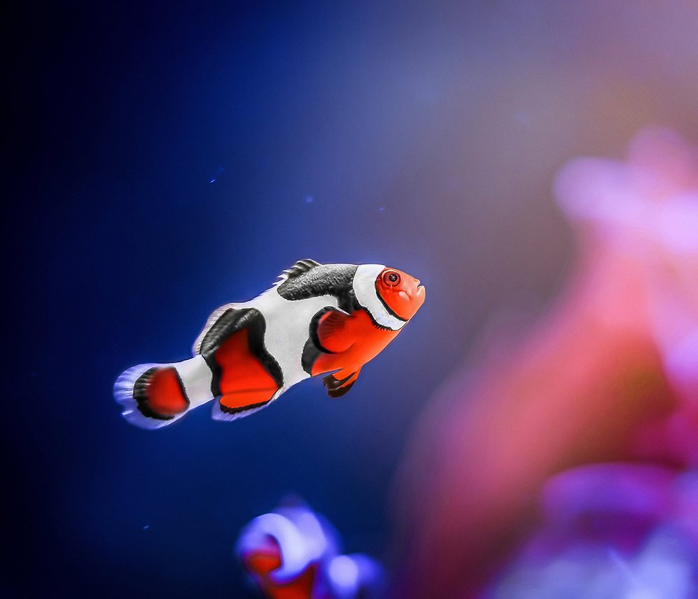 Photograph by rami yazagi