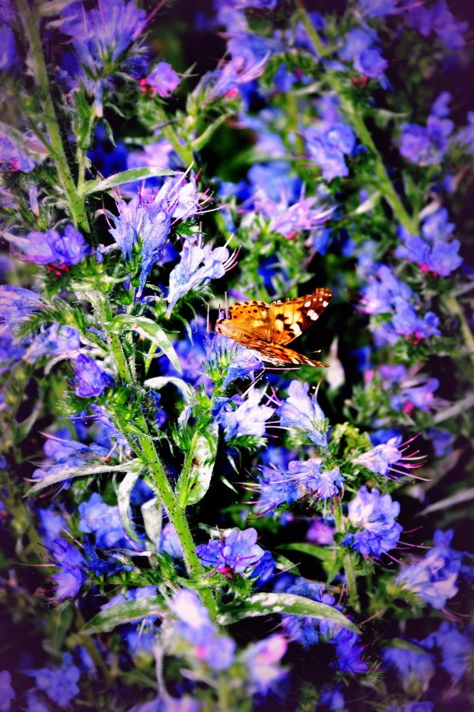 Photograph by Эдуард Петруша