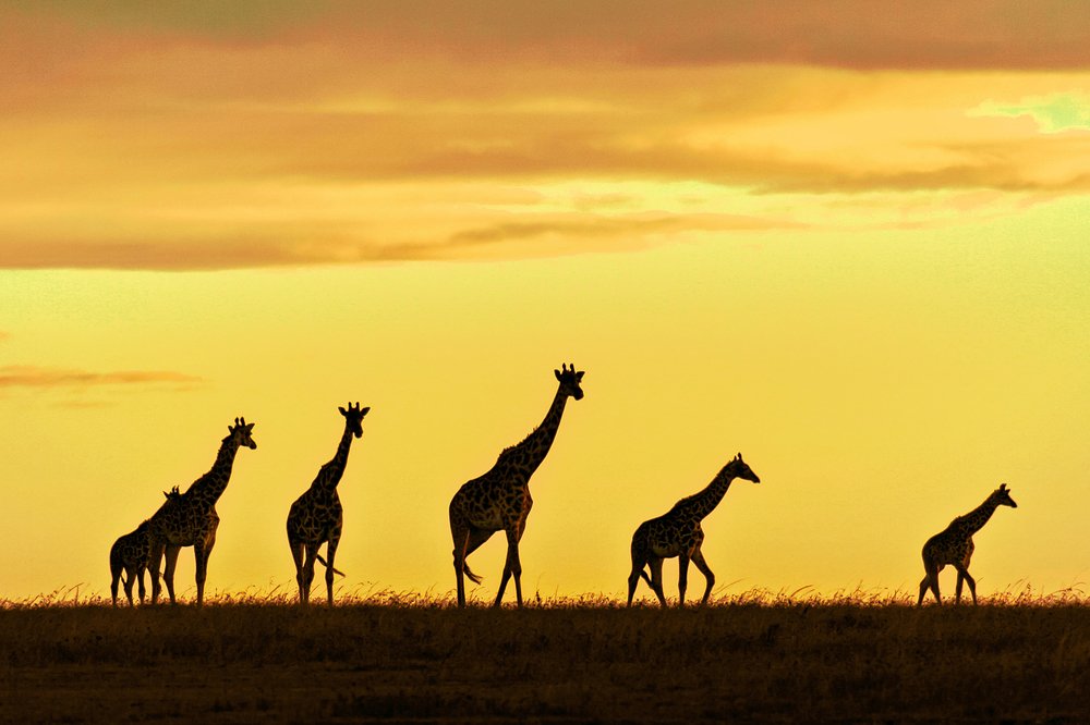 Photograph by Soumen Ghosh