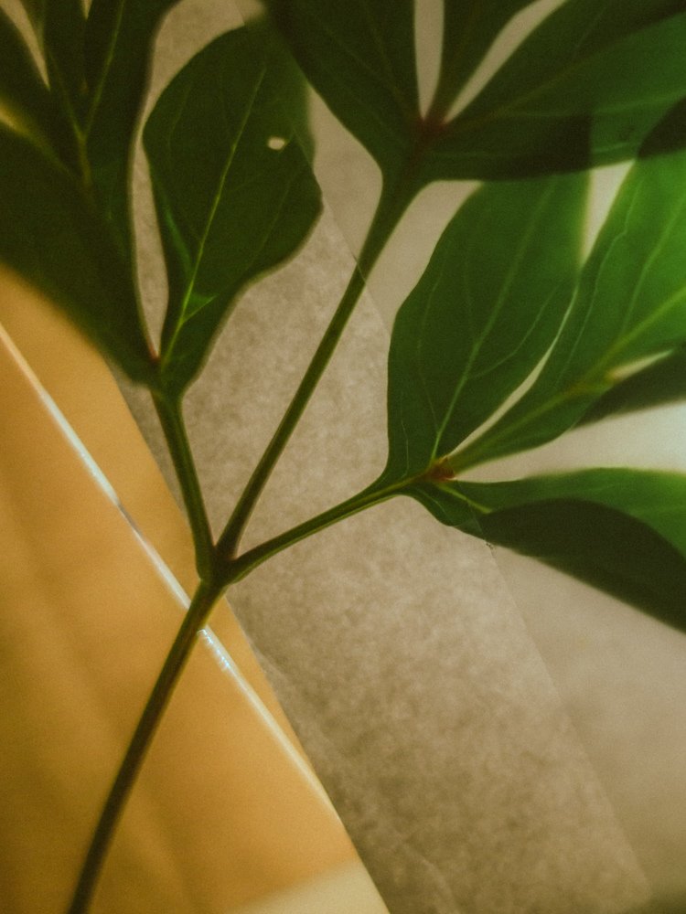 Photograph by Анастасия Юсупова