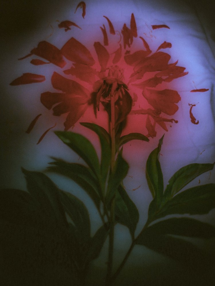 Photograph by Анастасия Юсупова