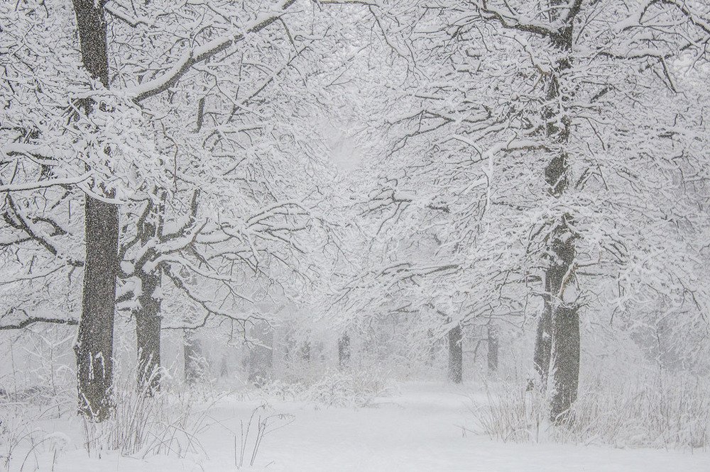 Photograph by Елена Белинская