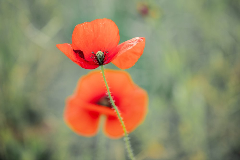 Photograph by Carmen Vich