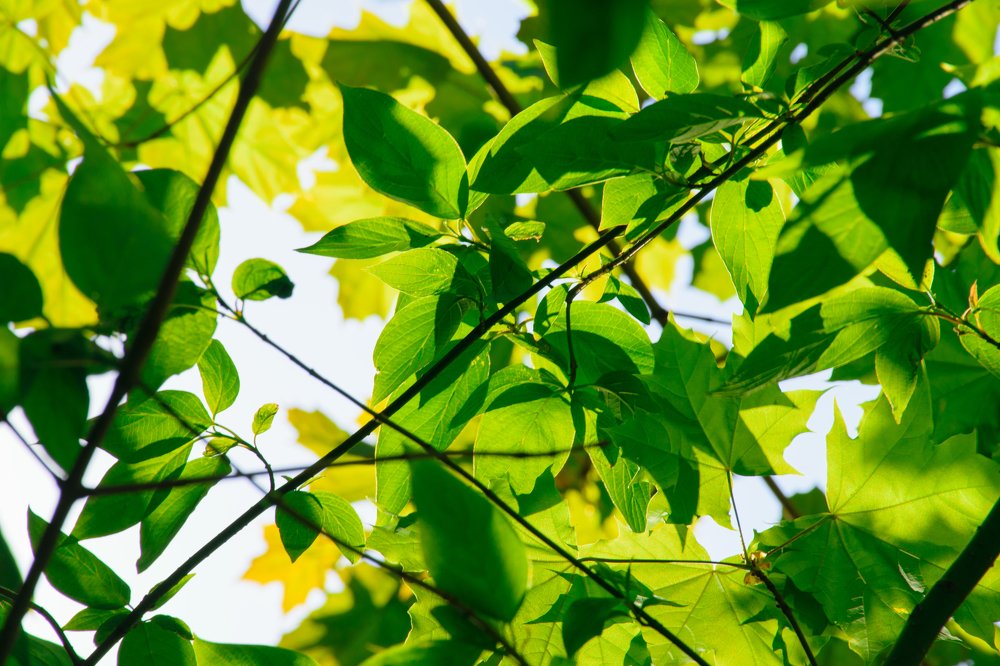 Photograph by Татьяна Мельник