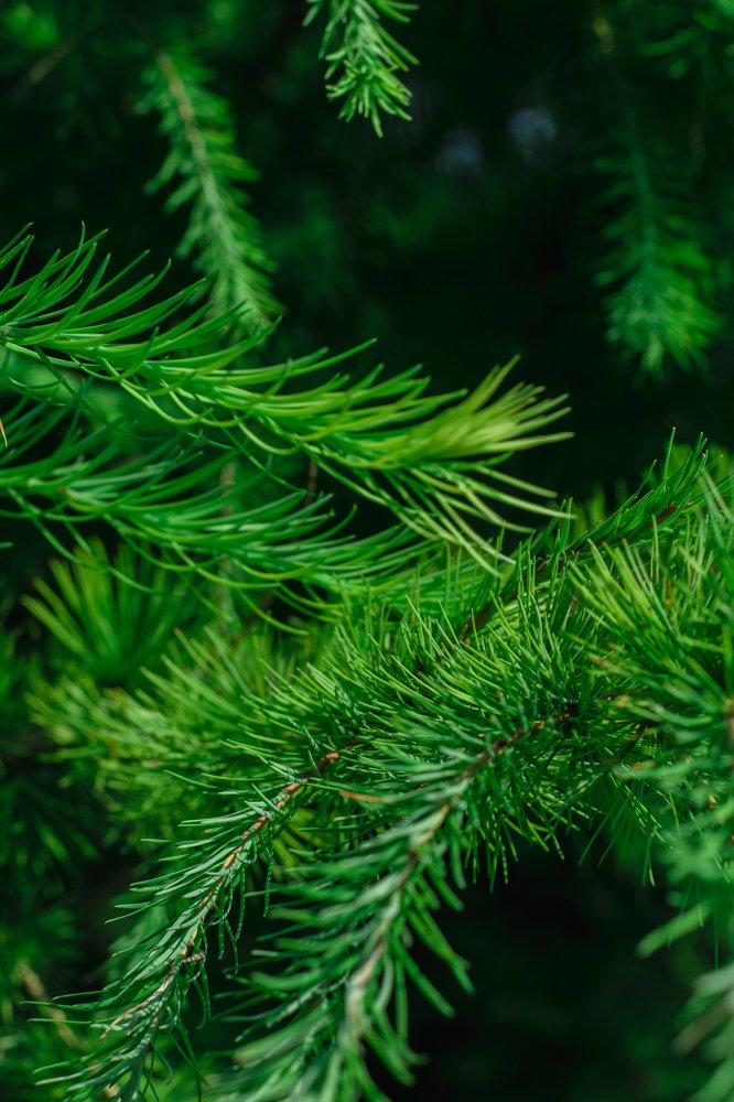 Photograph by Татьяна Мельник