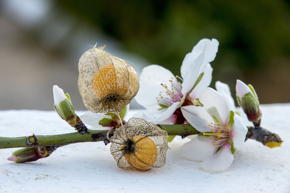 Photograph by Carmen Vich