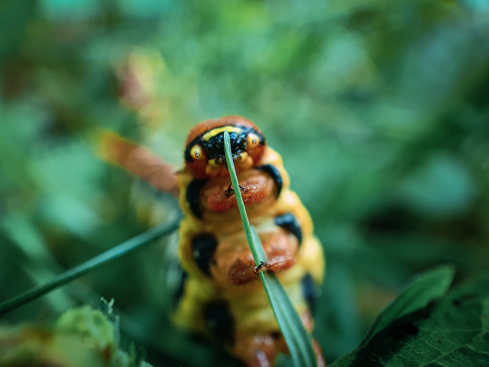 Photograph by Алім Сукач