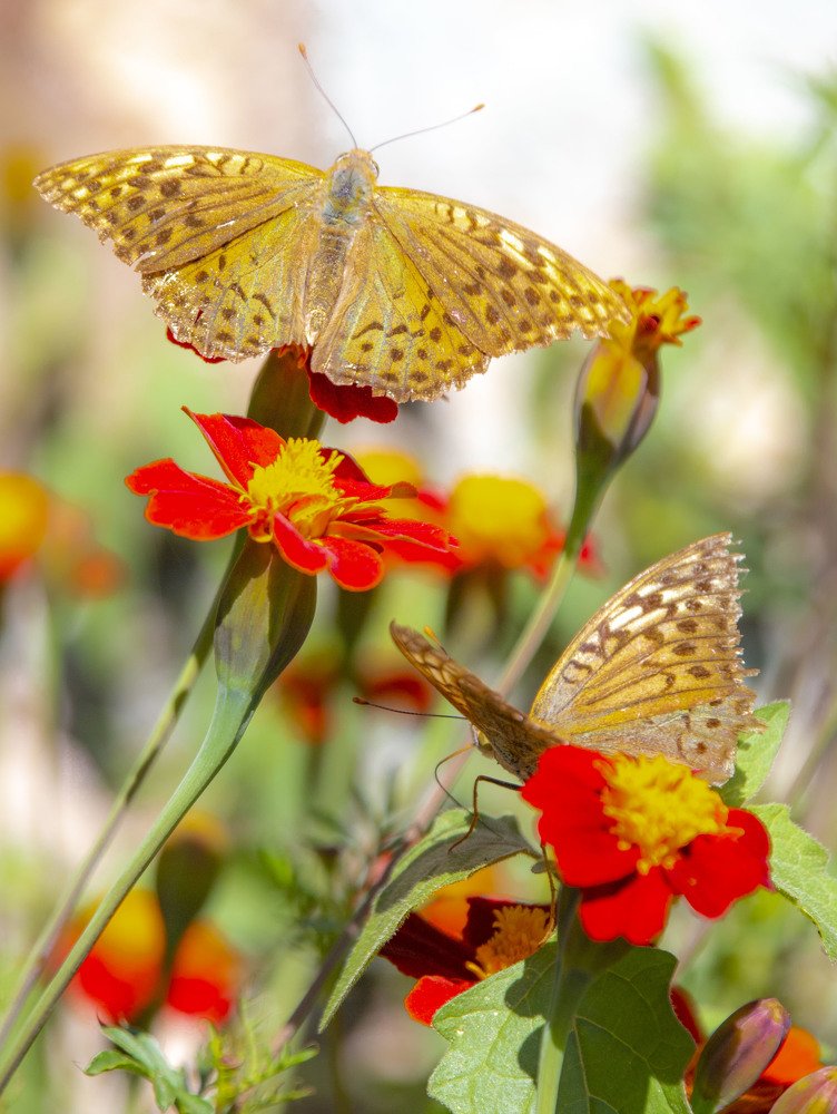 Photograph by Carmen Vich