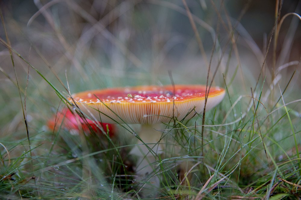 Photograph by Carmen Vich