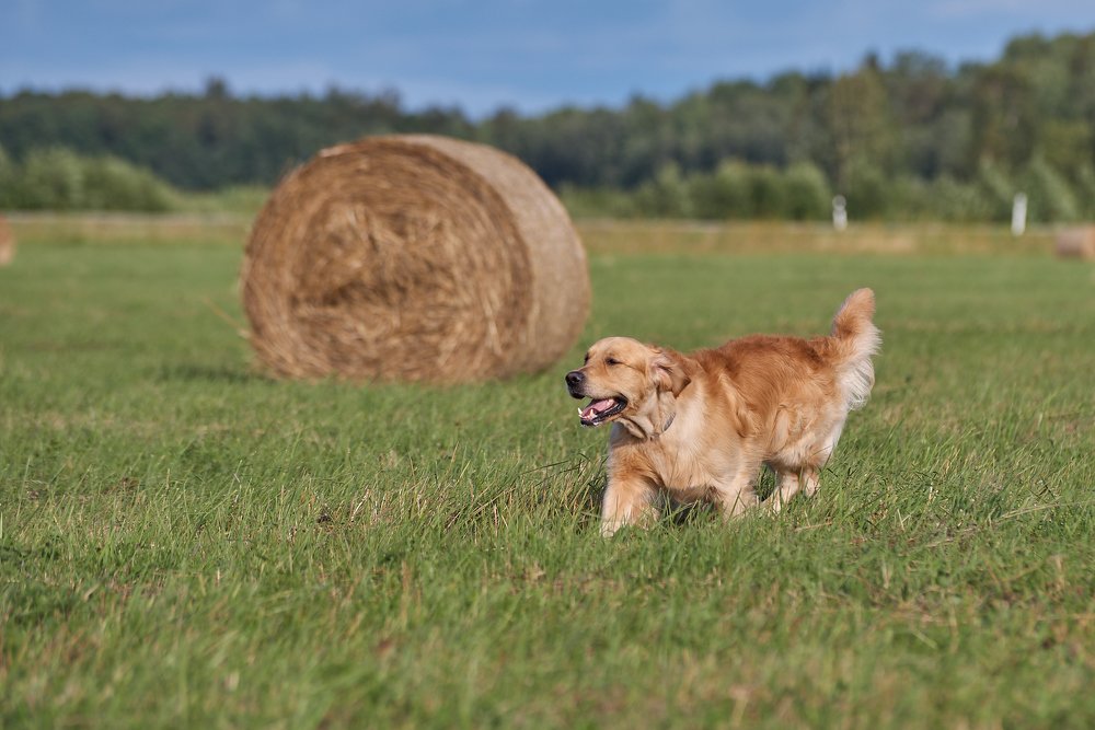 Photograph by Sergei Nehhožin