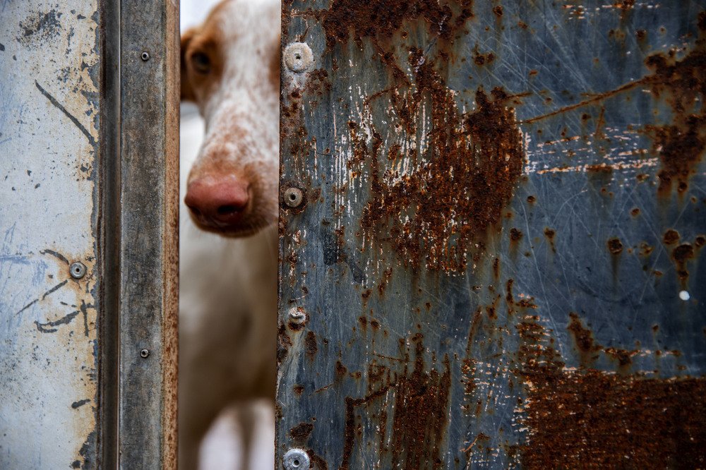 Photograph by Carmen Vich