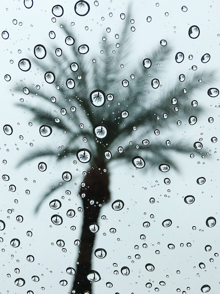 Palm raindrops