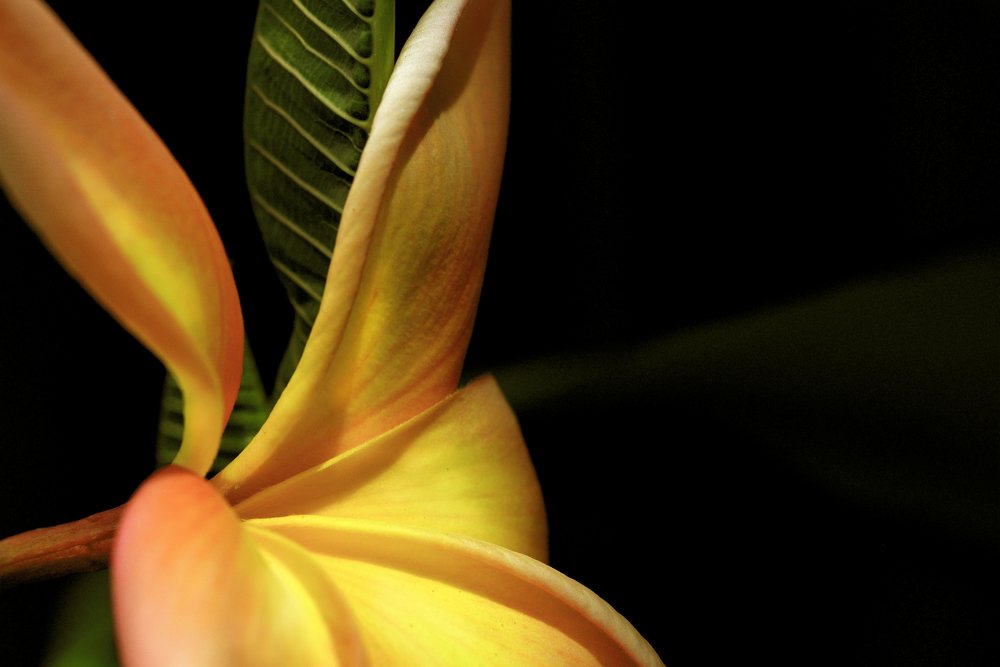 bello perfil de flor