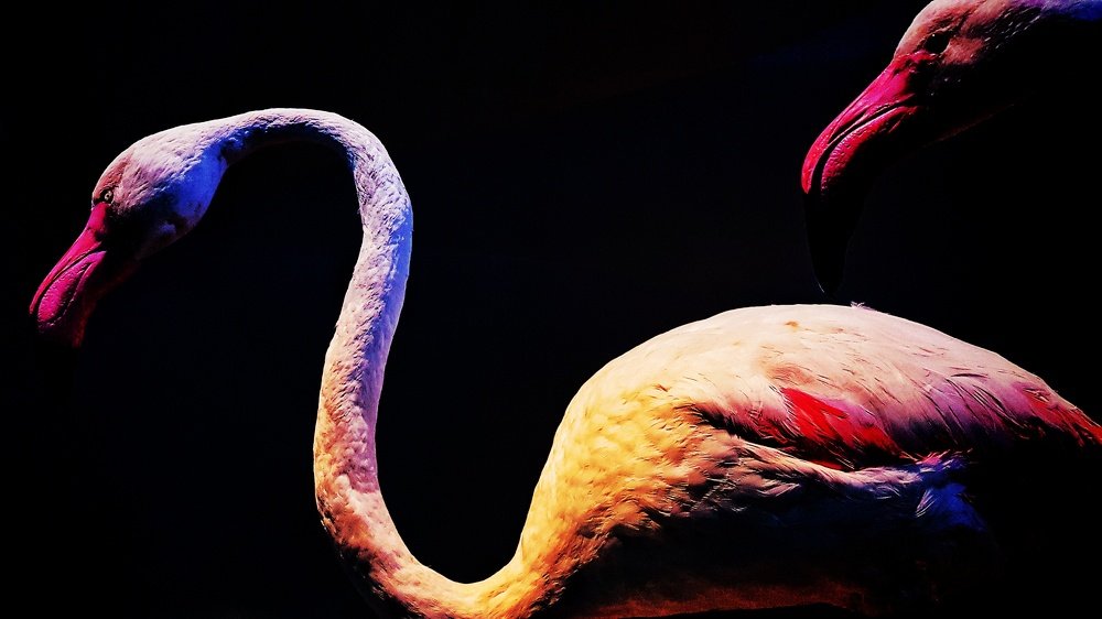Flamingos Dark Portrait