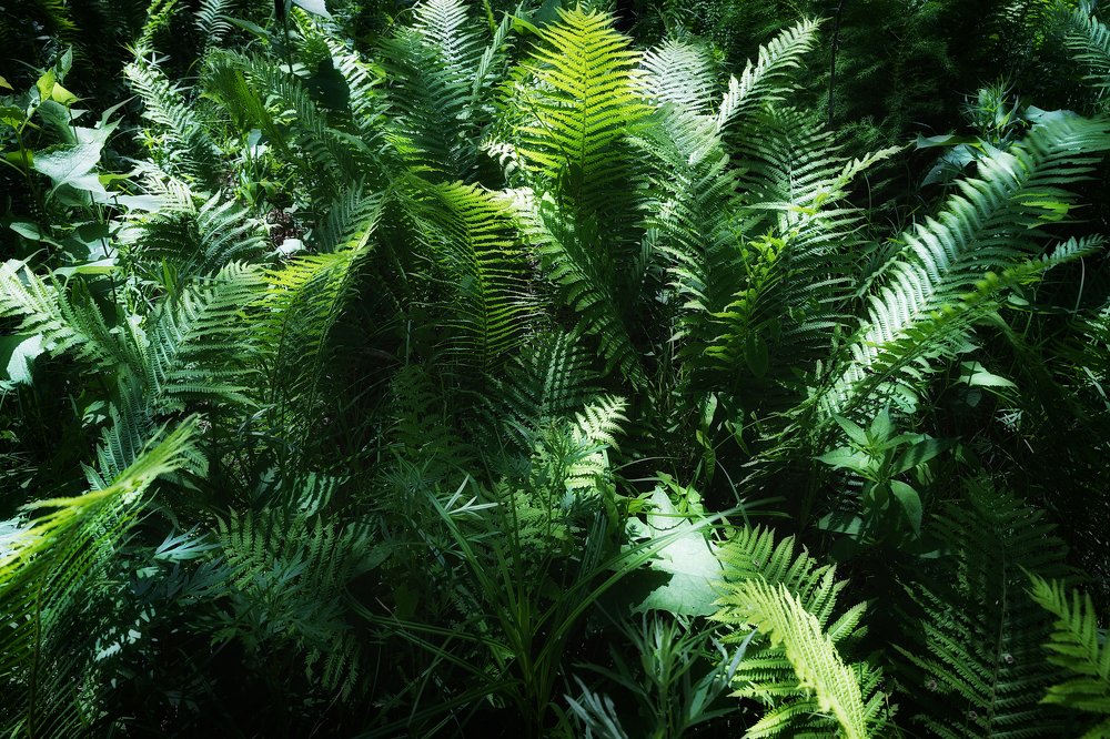 Папоротник