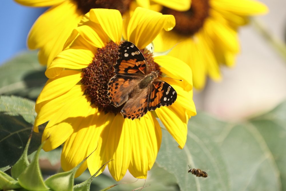 Photograph by Анна Иларионова