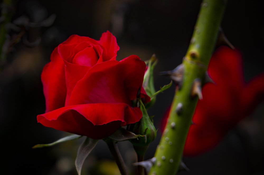 Photograph by Silvia Marcos