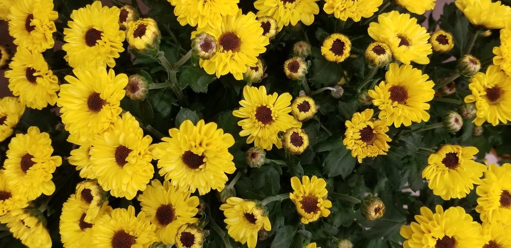 Желтые хризантемы.