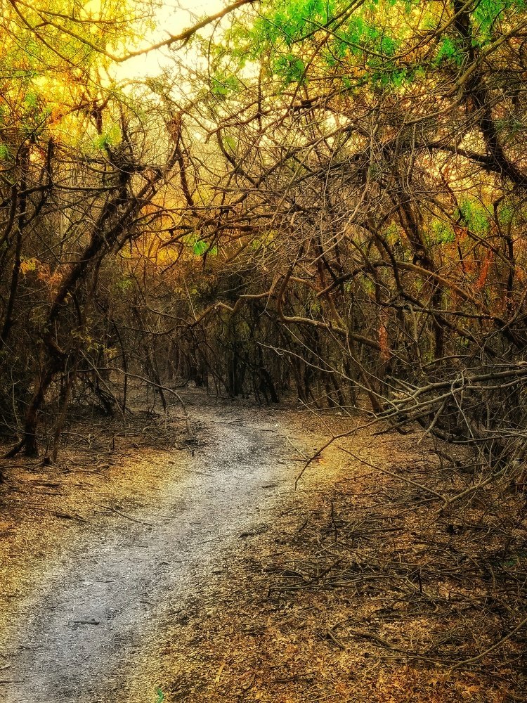 Yellow sunny light in dry forest