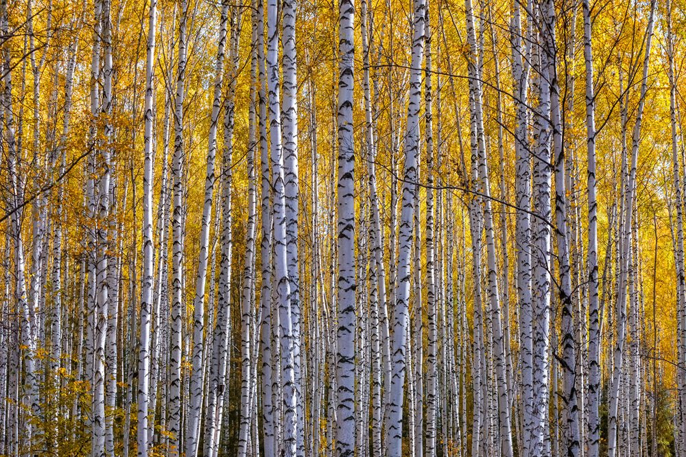 Осень в лесу.