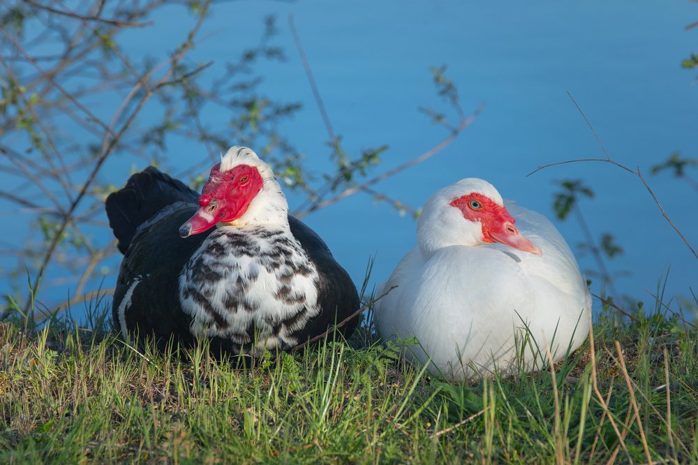 Photograph by Дмитрий Цыпляев