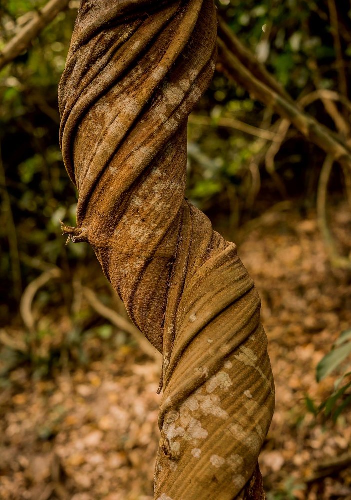 Rare picture of Giant climbers
