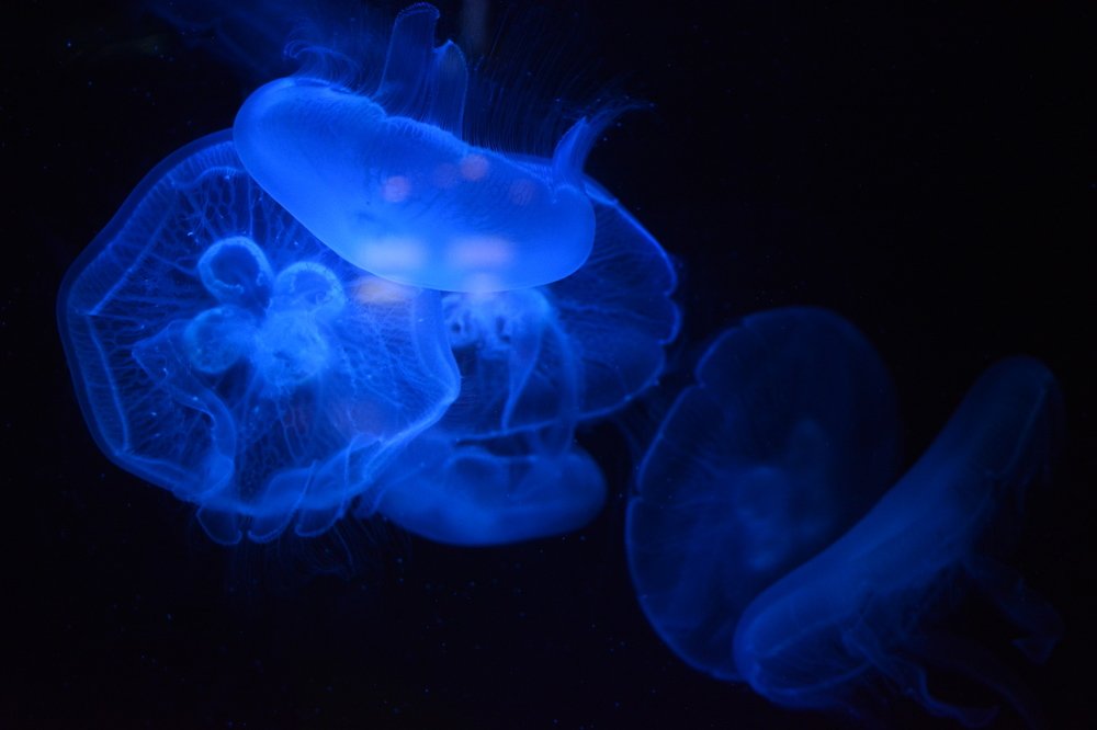 Фотография автора Глеб Рубашкин