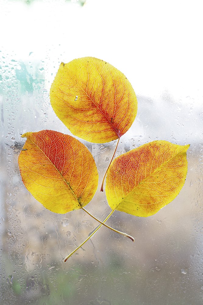 Photograph by Вера  Павлухина