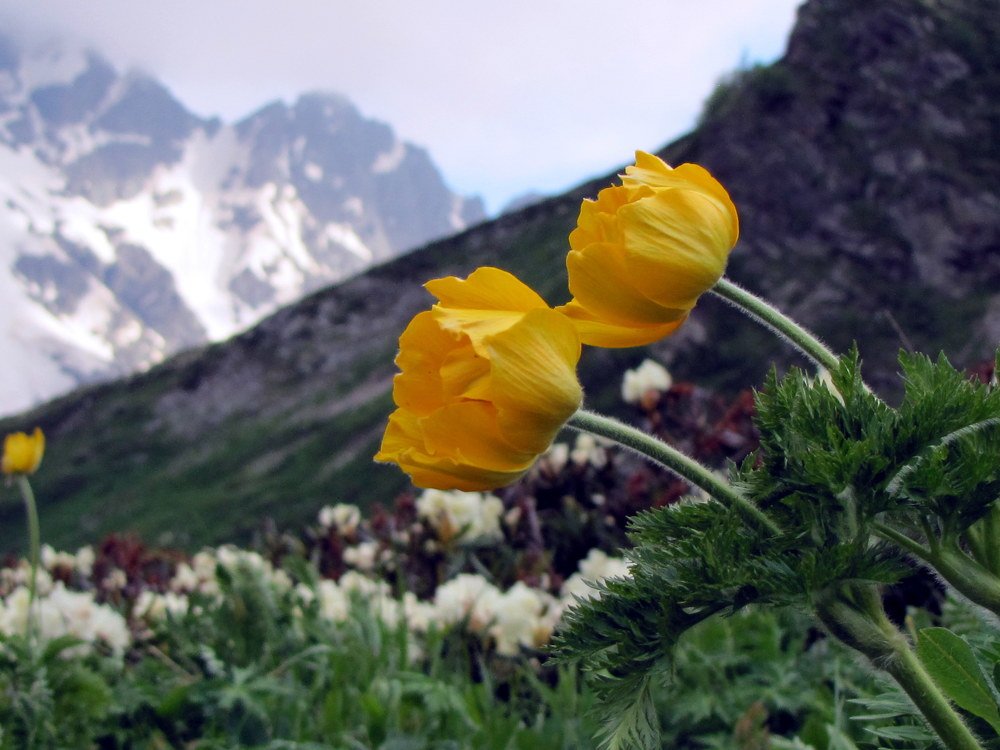 Горные цветы ...