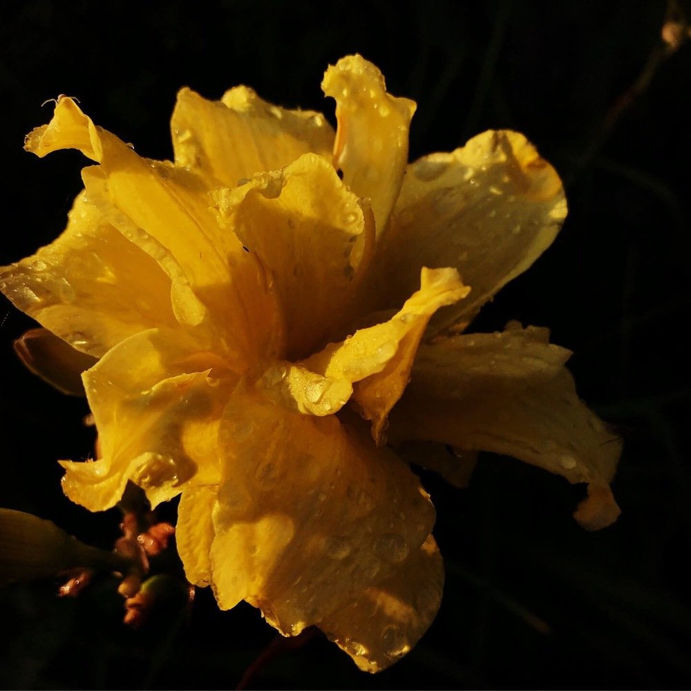 Yellow lily after rain