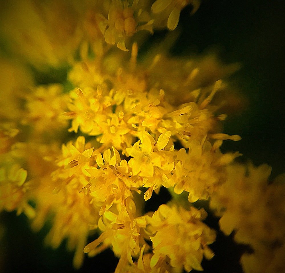 Yellow flowers