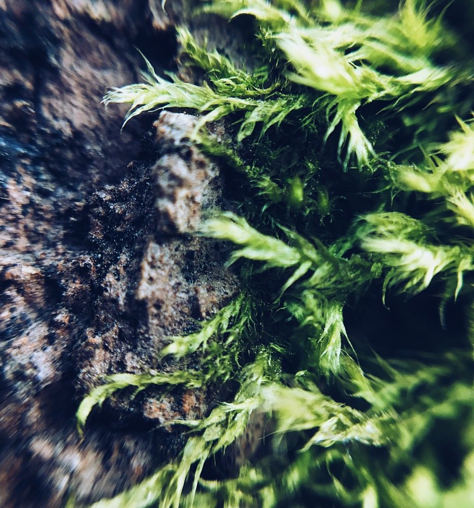 Photograph by Ольга Мукомела