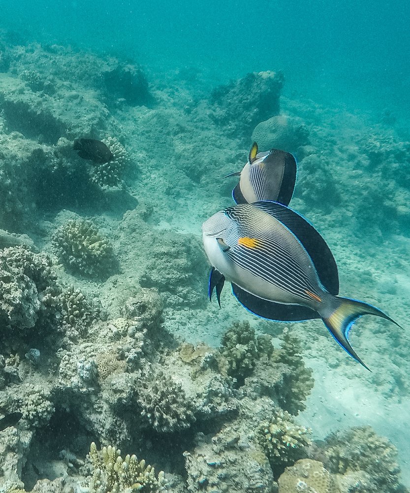 hurghada red sea Egypt