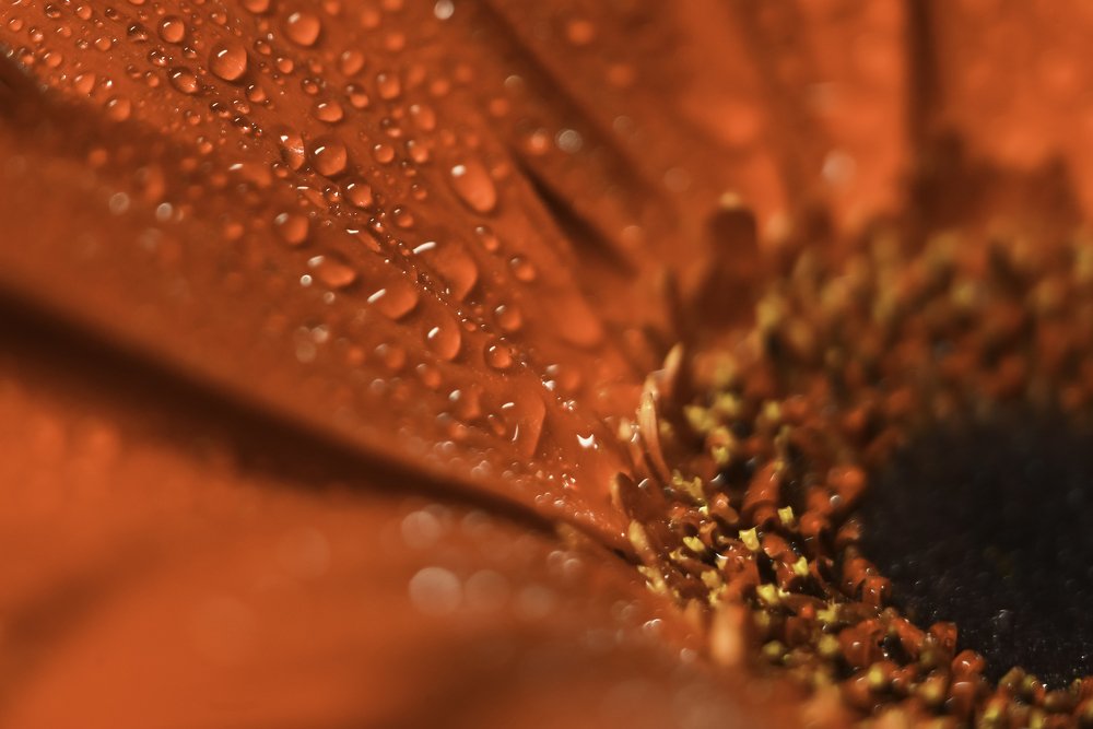 Photograph by Ольга Мендоса