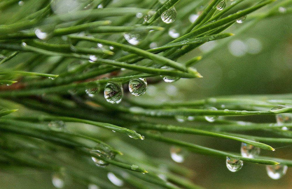 после дождя...