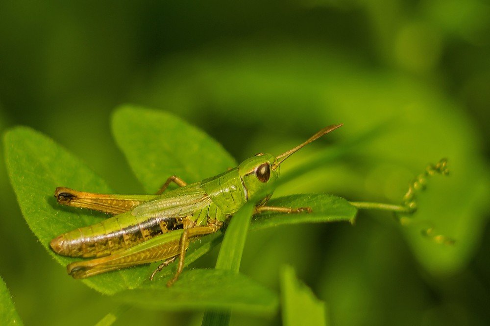 портрет кузнечика)