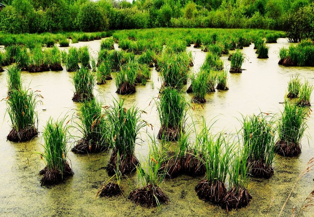 Фотография автора Глеб Рубашкин