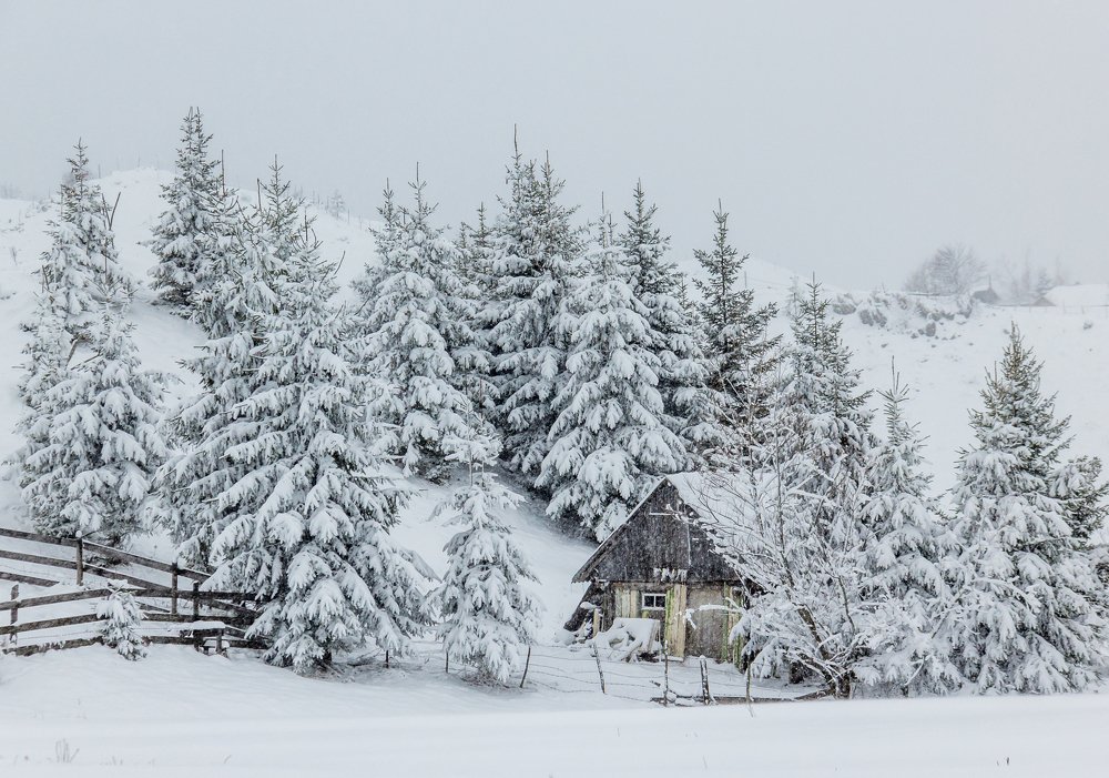 Фотография автора Comșa Bogdan