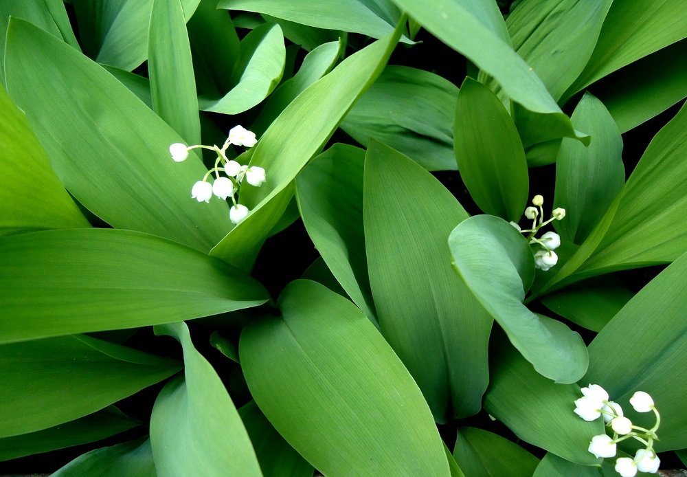 Photograph by Сергей Хвостовец