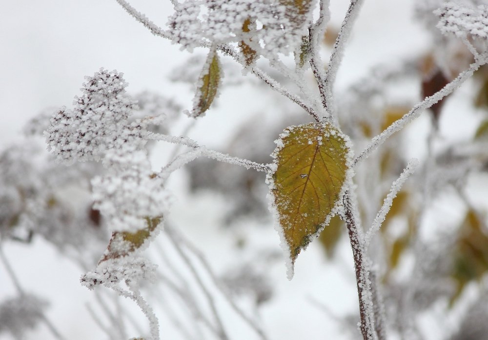 Первый иней