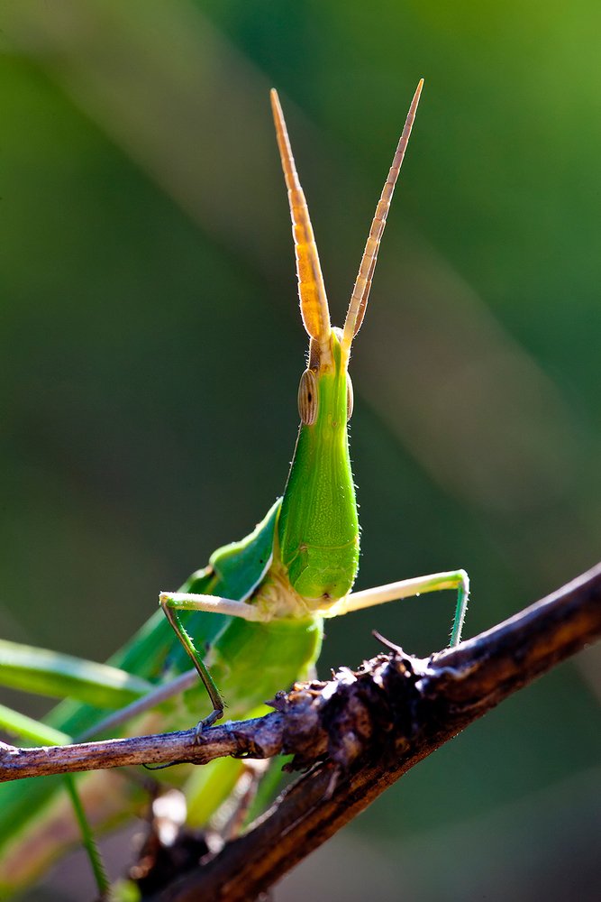 Козел макромира