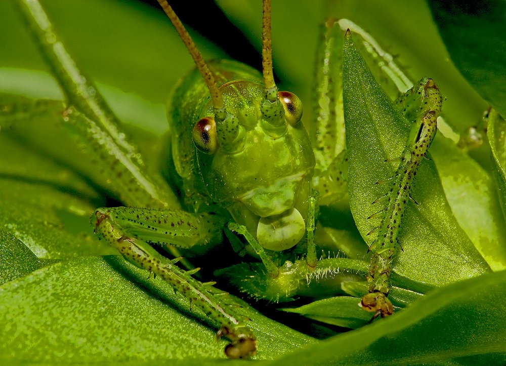 Зелёное на зелёном