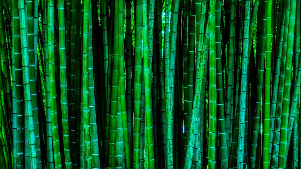 Photograph by Giga Kokoladze