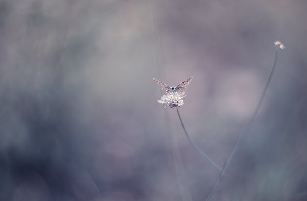 Photograph by Naiden Bochev