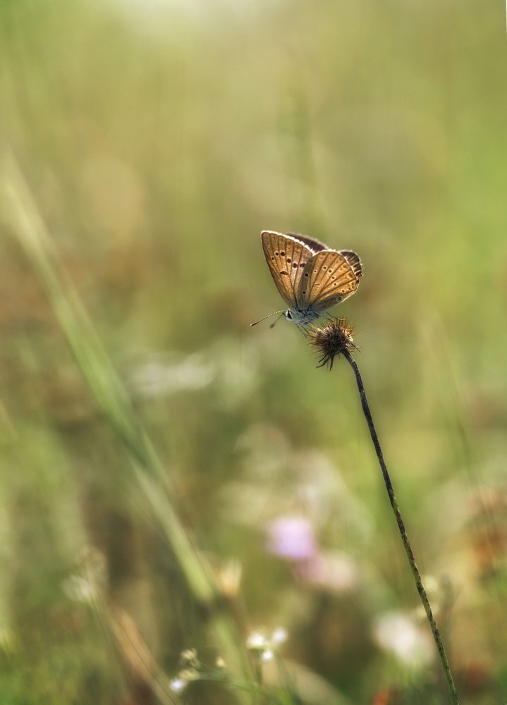 Photograph by Naiden Bochev