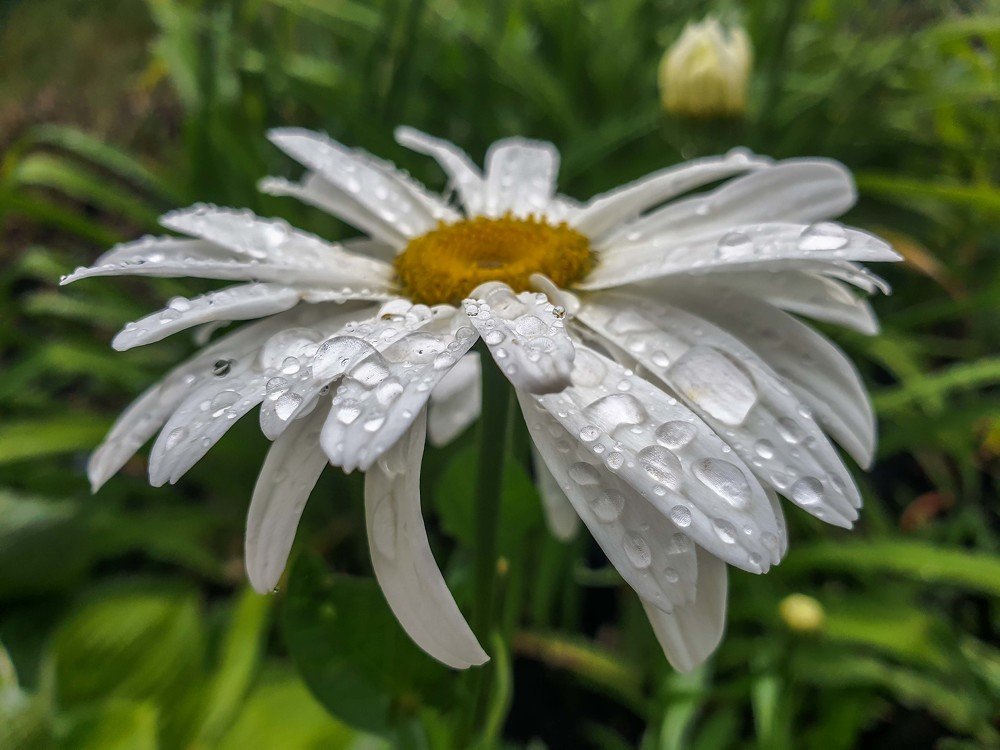 Photograph by mikhail goryachev