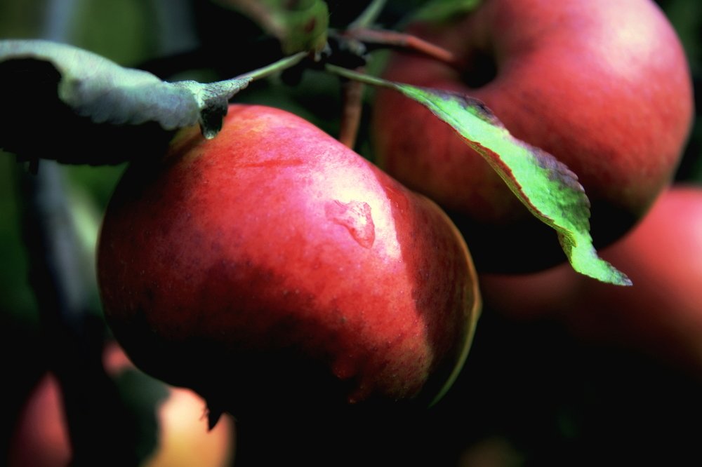 Яблочный спас