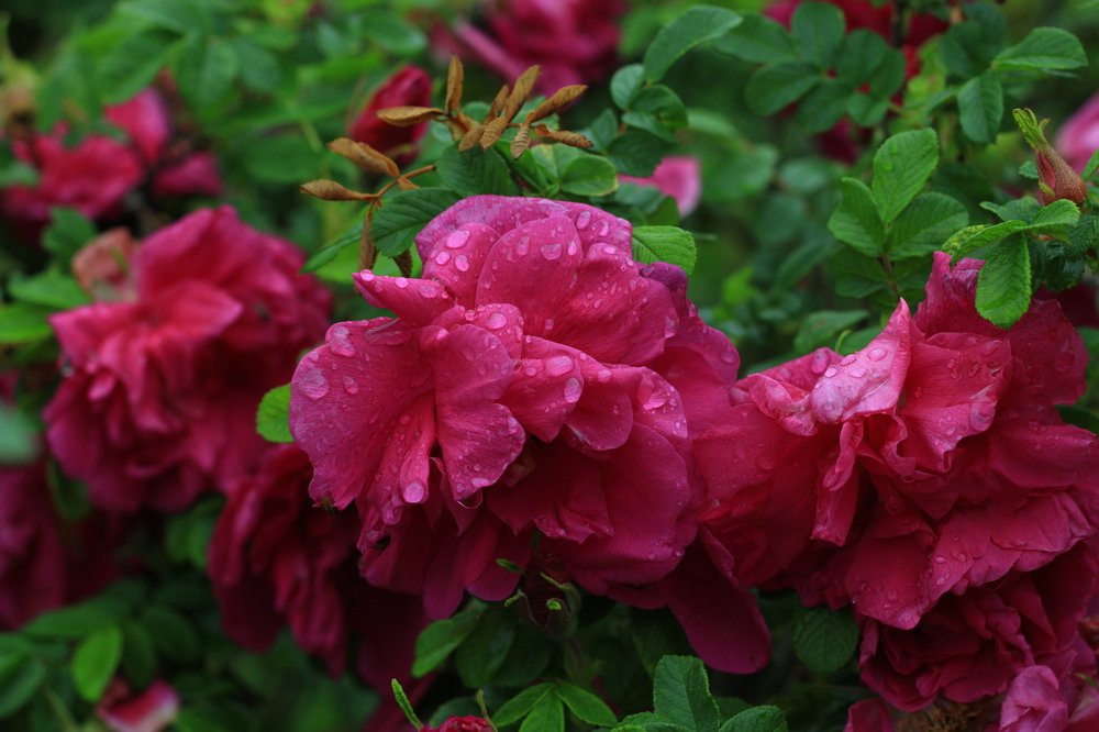 Красный шиповник