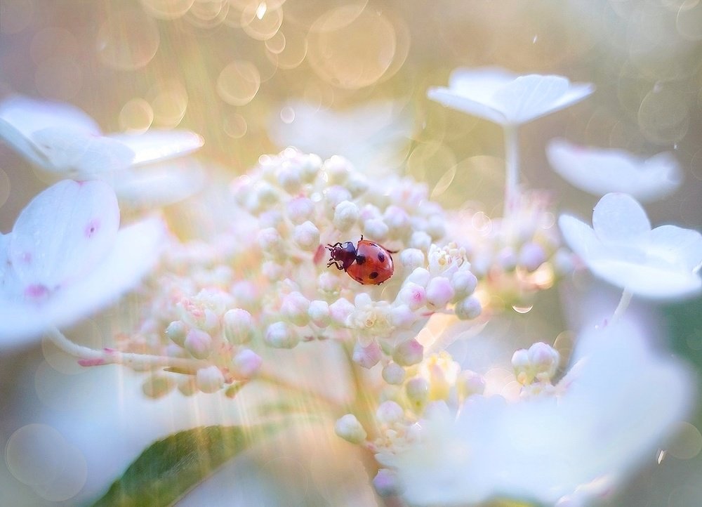 Солнечное утро